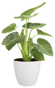 ELHO BRUSSELS OSŁONKA OKRĄGŁA Z KÓŁKAMI 40CM BIAŁA