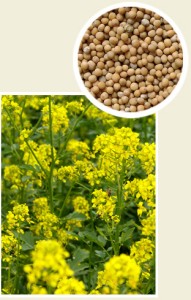 GRANUM Gorczyca biała pastewna 1kg