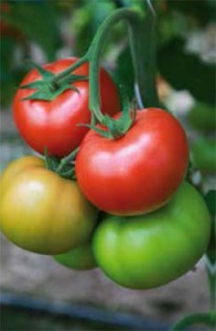 Syngenta pomidor Sandoline F1 500 n 