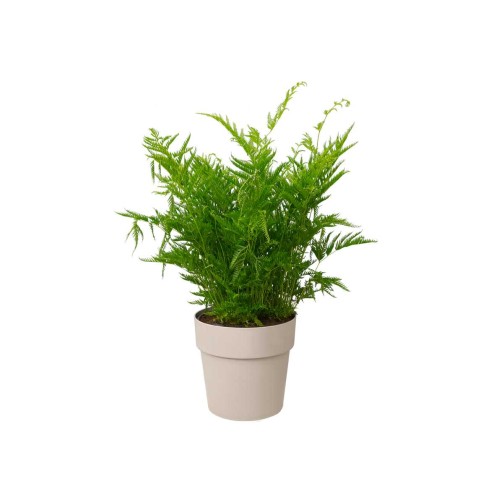 ELHO B.FOR ORIGINAL MINI OKRĄGŁA OSŁONKA 11CM SZARA