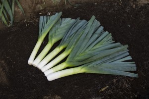 por Jolant  50 g Bejo Zaden