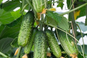 Ogórek Amant F1 250 n Bejo Zaden