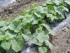 Ogrofol Folia czarna do ogórka (1.0x1000mb x 0.03 UV1)