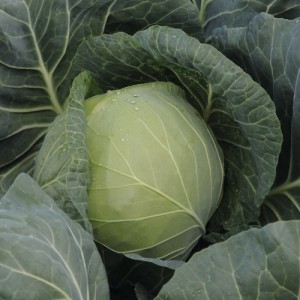 kapusta Gazelle F1 2500 n Bejo