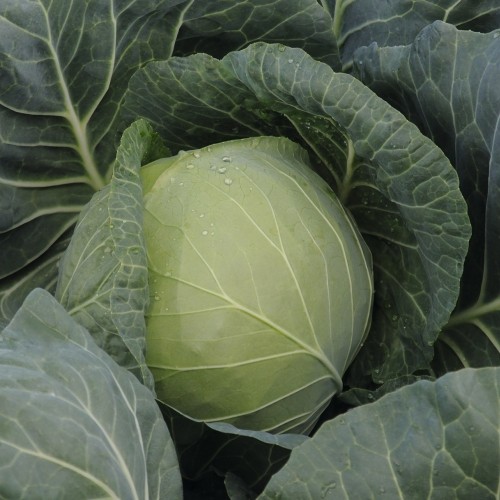 kapusta Gazelle F1 2500 n Bejo