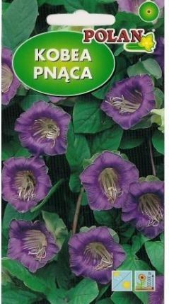 POLAN Kobea pnąca fioletowa 6 N