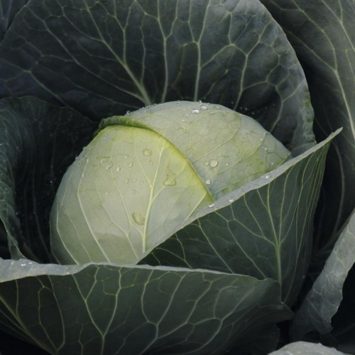 kapusta Gazebo F1 2500 n Bejo Zaden