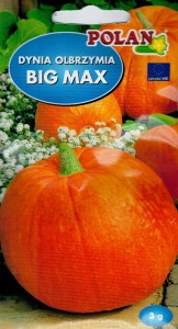 POLAN Dynia Big Max 3g