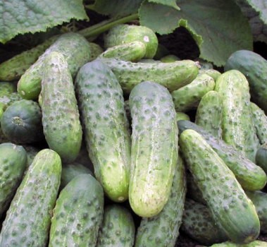EJA Ogórek Bara 100g