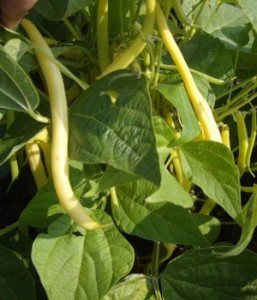 MONSANTO SEMINS Fasola SV1003GF 5000n