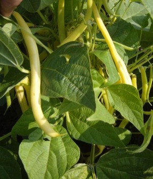 MONSANTO SEMINS Fasola SV1003GF 5000n