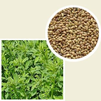 GRANUM Lucerna La Bella Campagnola C/1 0,5kg