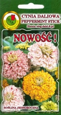 PNOS Cynia daliowa Pepermint Stick mieszana 1g