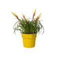 ELHO B.FOR ORIGINAL OKRĄGŁA OSŁONKA 18CM ŻÓŁTA