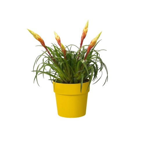 ELHO B.FOR ORIGINAL OKRĄGŁA OSŁONKA 18CM ŻÓŁTA