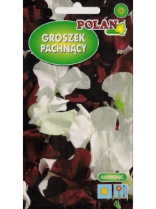 POLAN Groszek pachnący Night&Day biał. - bord. 2g