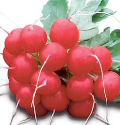 Syngenta rzodkiewka Donar 2,75-3mm 10000 n