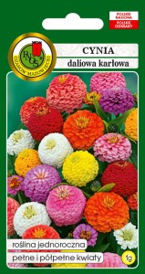 PNOS Cynia Dalia Karłowa Cupido 1g