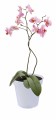 ELHO GREEN BASICS DONICZKA DO ORCHIDEI 17CM PRZEZROCZYSTA