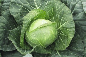 kapusta Parel F1 2500 n Bejo