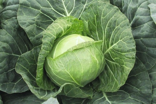 kapusta Parel F1 2500 n Bejo