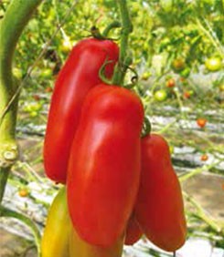 Syngenta pomidor Seviocard F1 500 n 