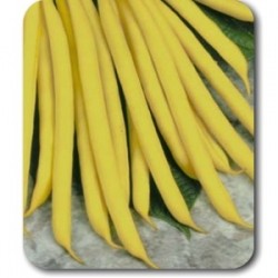 fasola Sonesta 1 kg Floraland
