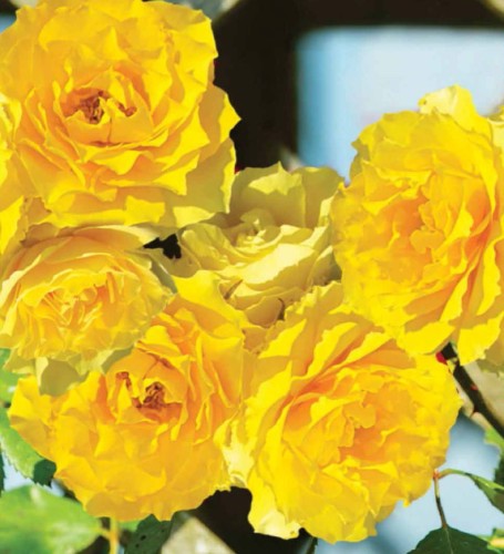 Róża pnąca żółta Royal Gold