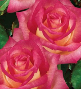 Róża wielokwiatowa Dessa (dwukolorowa)