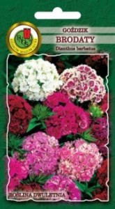 PNOS Goździk brodaty mieszany 2g