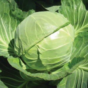 SYNGENTA Kapusta biała Grepala 2500n