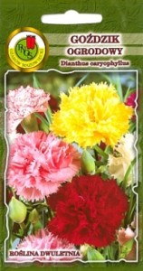 PNOS Goździk ogrodowy Grenadin mieszany 0,3g