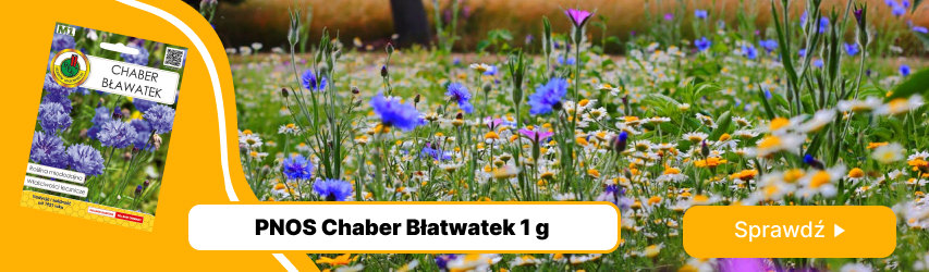 chaber bławatek