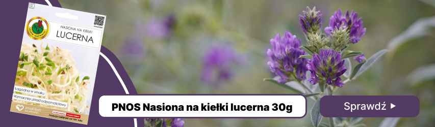 Lucerna