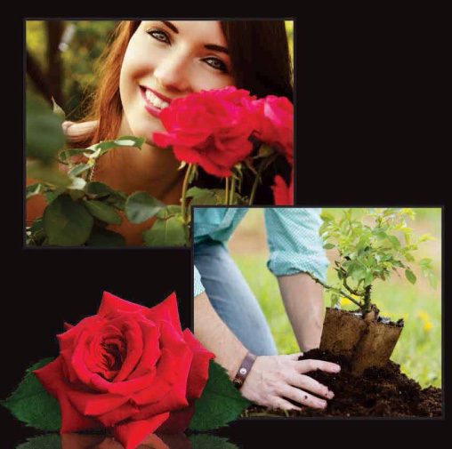 Róża wielokwiatowa Dame de couer w ogrodzie