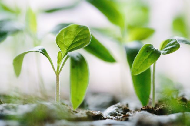 Ukorzeniacze roślinne - wsparcie dla zdrowego wzrostu roślin
