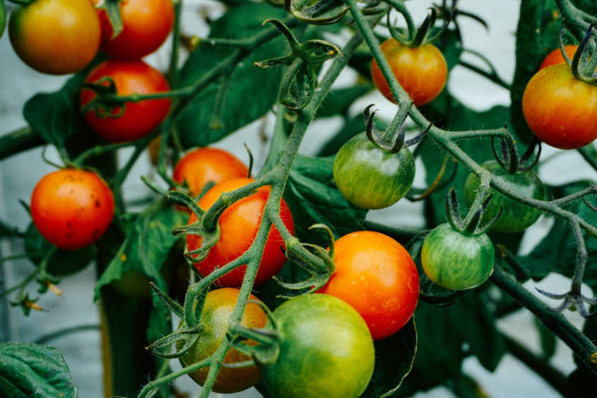 Zagrożenia dla uprawy pomidorów - jakie choroby grożą naszym roślinom?