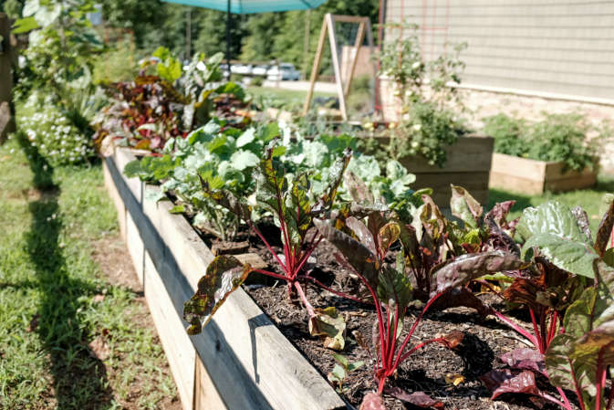 Grządki podwyższone: rewolucyjne rozwiązanie dla uprawy roślin w ogródkach, na działkach i na balkonie