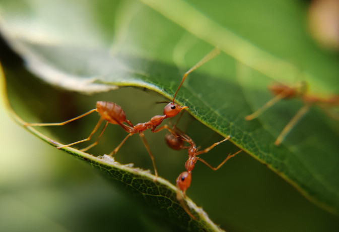 Jak skutecznie pozbyć się mrówek faraona? Sprawdzone sposoby na zwalczanie inwazyjnych owadów