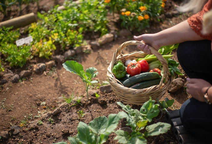 Jak odkwasić glebę pod warzywa? Skuteczne metody i porady uprawowe