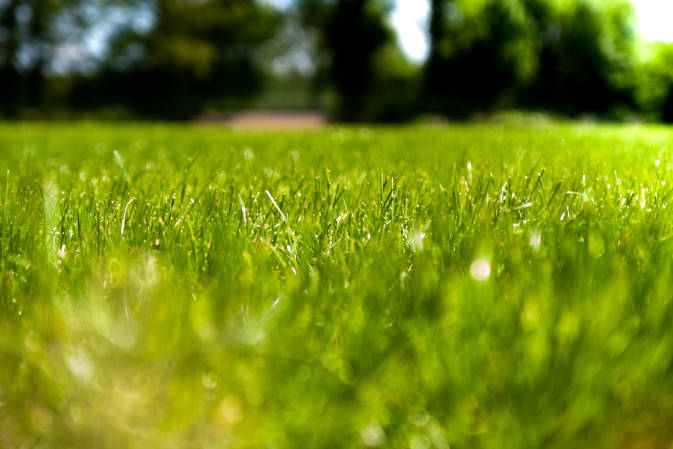 Tajniki dosiewania trawy na wiosnę. Praktyczny przewodnik