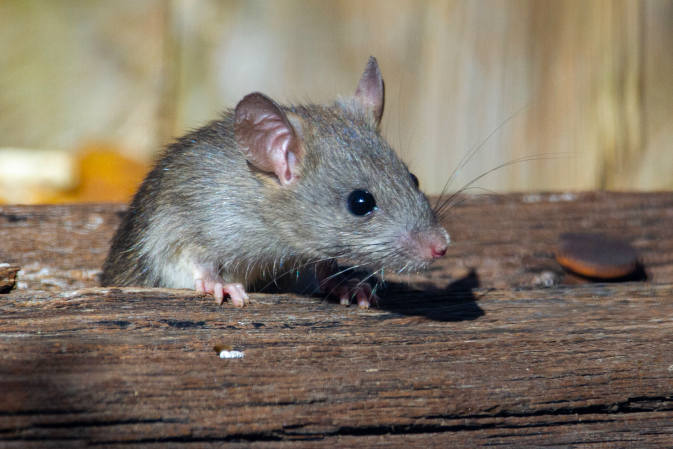 Skuteczne metody zwalczania szczurów w gospodarstwie