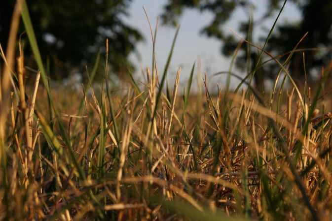 Czy rdza trawy zagraża Twojemu trawnikowi? Skuteczne sposoby ochrony i prewencji