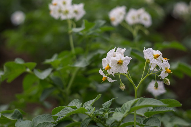 Chwasty w ziemniakach. Oprysk i inne sposoby na zwalczanie chwastów w ziemniakach przed- i powschodowo.