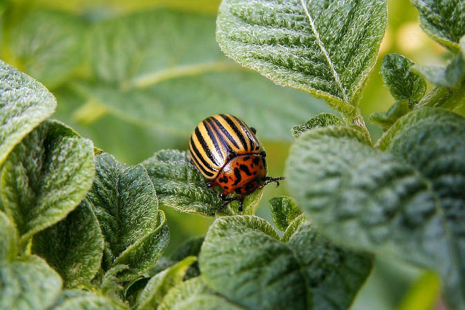 Jak zwalczyć stonkę ziemniaczaną? Skuteczne preparaty, środki i opryski na stonkę ziemniaczaną.