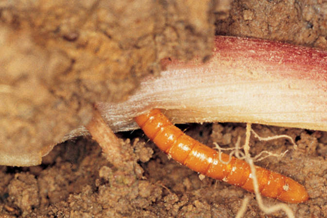 Drutowce - jak wyglądają i jak zwalczać drutowce w ziemi?