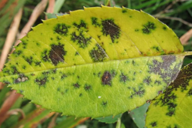 Werticilioza. Objawy, oprysk, zwalczanie i zapobieganie chorobie grzybowej.