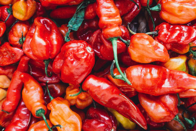 Mszyce na papryce. Objawy, oprysk, naturalne sposoby i zwalczanie mszyc na papryce