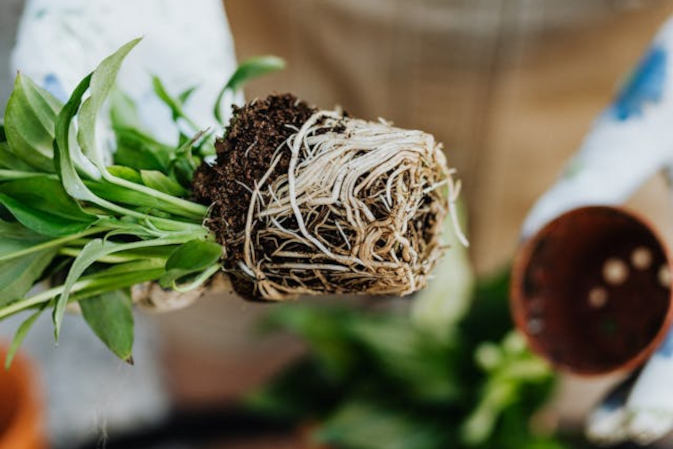 Mikoryza (mykoryza) - co to jest i jak stosować?