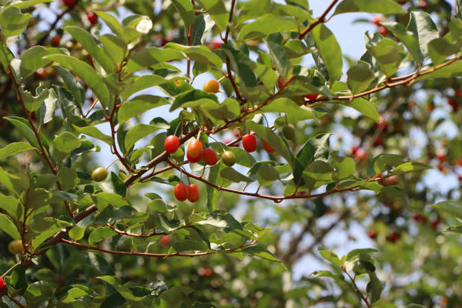 Przycinanie drzew owocowych - najważniejsze informacje